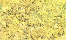 Haga click para ver la imagen ampliada 1889 champ de fleurs jaunes.jpg